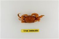 藏品(臺灣厚蟹)的圖片